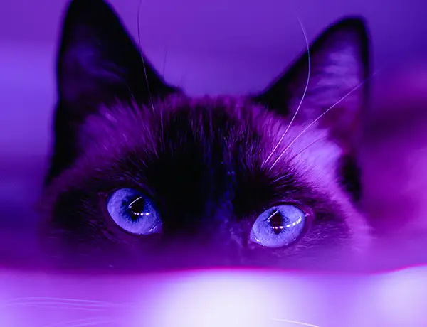 Cat Picture for Example